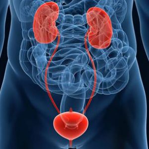 Urologia